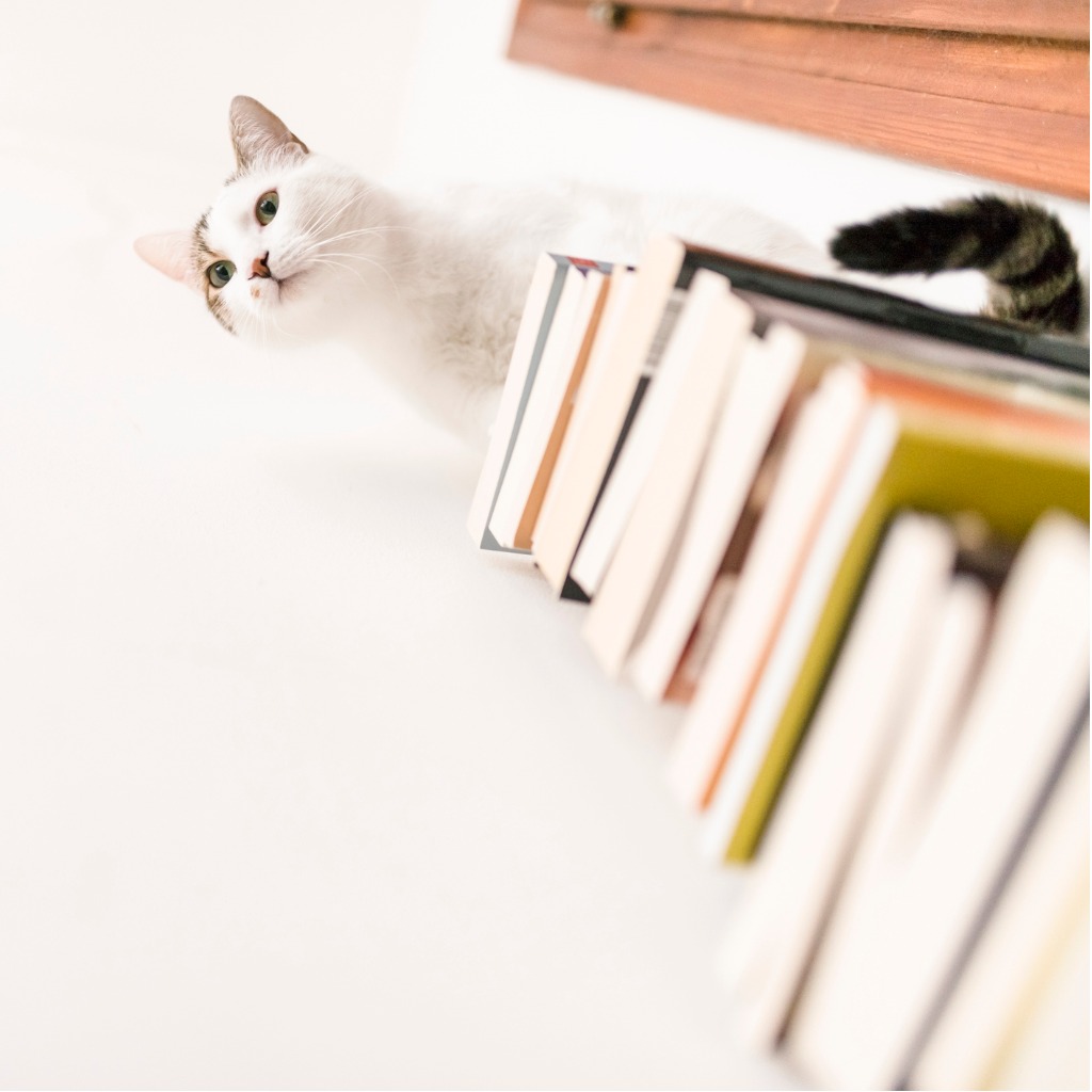 Un chat blanc à la queue rayée et grise se tient au sommet d'une pile de livres et regarde vers le bas.